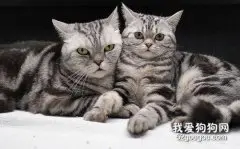 英国短毛猫怎么选?