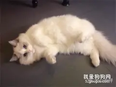 怎么辨别麒麟猫