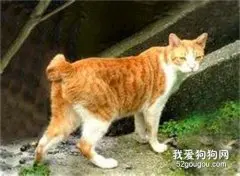 麒麟猫的性格特点是什么?