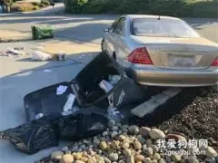 奔驰撞向路边发生车祸，可一看驾驶座，肇事司机是条狗？