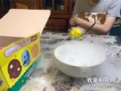 猫第一次看到干冰，直接怕到躲在主人怀里，这小模样太可爱了！