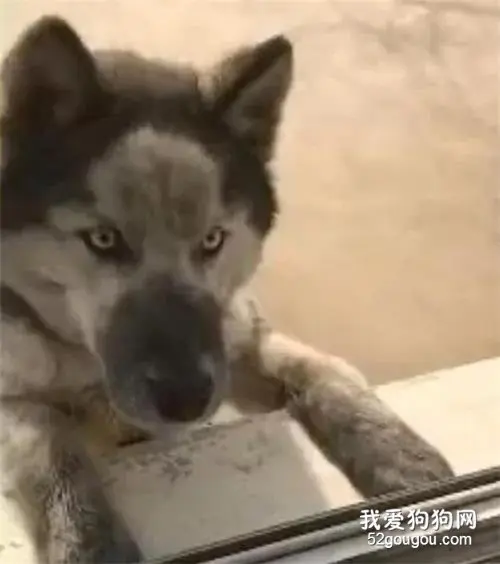 哈士奇在外鬼混回家，看到二哈这样子，主人果断不开门，大喊这狗不要了！