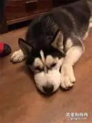 哈士奇肿成个猪头，主人查看下竟是因为仙人球，笑疯了！