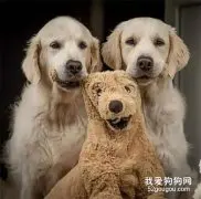 把狗子的玩具扔进洗衣机后，狗子一脸惊恐：你把它们杀了？