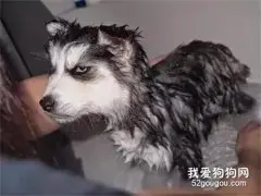 二哈被主人强行洗澡，第二天竟被它这样报复，惨不忍睹