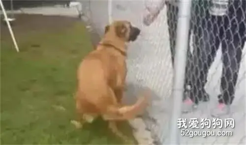 在收容所看到前主人，它开心极了，但是…主人却收养了另一只狗