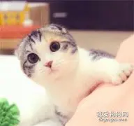 苏格兰折耳猫品种起源与品种简介