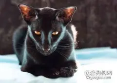 东方短毛猫哪个颜色贵？