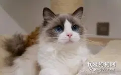 布偶猫海双和蓝双区别？