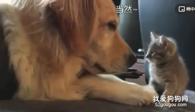一位网友家里刚刚养了一只小奶猫，它小心翼翼地去找家里的老住户大金毛……