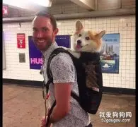 主人背柯基坐地铁，它的歪头杀萌翻了一车厢人，狗：我是最靓的仔！