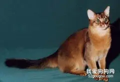 索马里猫性格如何?