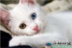 波斯猫的眼睛为什么颜色不一样?