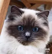 猫咪发腮需要注意什么?