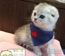 不同阶段的猫吃什么?