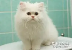 波斯猫幼猫感冒怎么办?