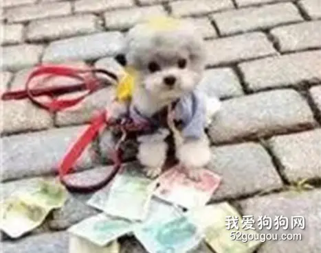 狗狗原地等主人，没想到演变成了“街头卖艺”...