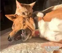 12张有趣的宠物照片，证明它们戏剧性的生活