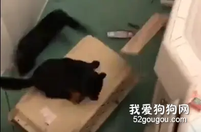 网上流传的洗猫秘籍，有铲屎官信以为真，结果…