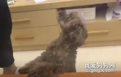 主人命令小泰迪坐下，但它就是不坐，这时旁边的阿拉斯加反应亮了……