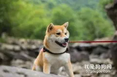 柴犬如何区分品相？