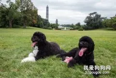 葡萄牙水犬如何辨别?