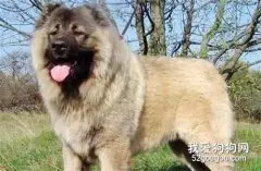高加索犬性格怎么样?
