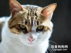 猫卡到鱼刺会自愈吗?