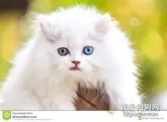 猫咪感冒打喷嚏怎么办?