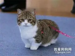 养猫不能养什么植物?