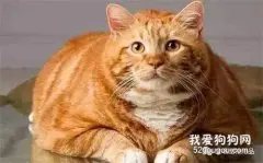 猫咪肥胖怎么减肥?