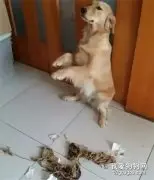 回家看见金毛正在拆家！但狗狗接下来的动作却让主人心软了