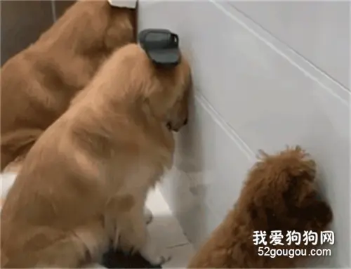 泰迪帮2只金毛放风，结果被主人一起罚站好委屈，泰迪：我太难了
