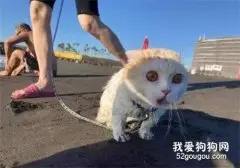 风好大，猫好怕！第一次看见海的猫咪竟然是这个反应！