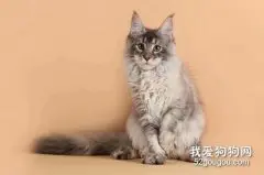 最适合家养的猫有哪些?