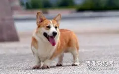 柯基犬性格特征是什么