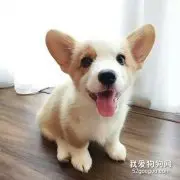 如何挑选柯基幼犬?