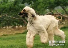 阿富汗猎犬怎么挑选?