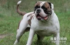 美国斗牛犬的优缺点有哪些?