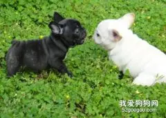 法斗犬的优缺点是什么?