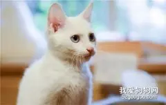 猫丢了怎么办 这五点你不得不看！