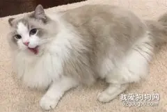 布偶猫的习性有哪些?