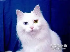 波斯猫掉毛原因及应对措施