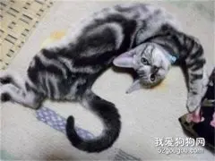 猫的姿势代表什么意思 猫揣手手有什么意思