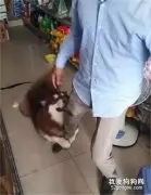 阿拉斯加逛超市看到喜欢的玩具，它紧抱主人大腿不肯放：买这个给偶！