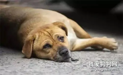 田园犬无声守护主人13年，却因被人殴打，遭到主人遗弃变成流浪狗