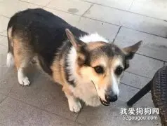 两年前偶遇一只柯基，两年后再看到它...变成柯猪了？