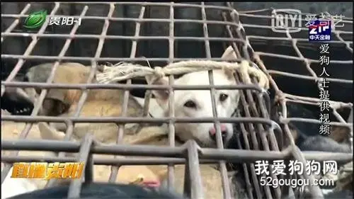 爱狗人士合力施救，13条宠物狗再获新生！