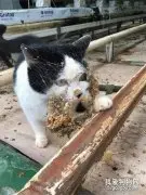 网友家的猫一夜未归，跑出去玩了，回来后就变成了这样子！
