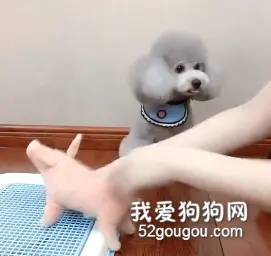 为了教狗狗尿尿，铲屎官可谓是煞费苦心呀…